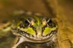 Edible Frog (pelophylax Esculentus) Stock Photo