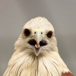 Brahminy Kite Stock Photo