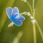 Blue Butterfly Stock Photo