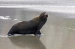 New Zealand Fur Seal (arctocephalus Forsteri) Stock Photo