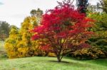 Japanese Maple (acer Palmatum) In Autumn Colours Stock Photo