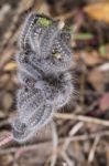 Euphydryas Aurinia Caterpillar Stock Photo