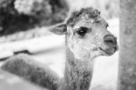 Alpaca In A Field. Black And White  Stock Photo