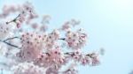 Cherry Blossom In Spring. Spring Season Background, Sakura Season In Korea. Soft Focus Stock Photo