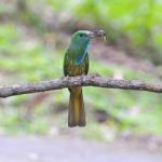 Blue-bearded Bee-eater Stock Photo