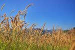 Yellow Grassland With Blue Sky Stock Photo