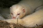 Ferret Stock Photo