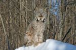 Canada Lynx Stock Photo