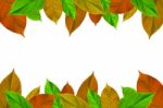 Frame From Green Leaves On White Background For Isolated, Frame By Green Leaf, Orange Leaf And Yellow Leaf Stock Photo