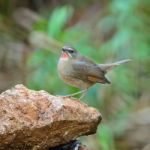 Male Siberian Rubythroat Stock Photo