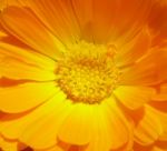 Marigold - Health From Nature Stock Photo