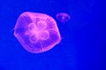 Moon Jellyfish Stock Photo