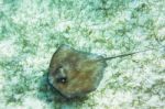 Stingray Fish In The Reef Near Caye Caulker In Belize Stock Photo