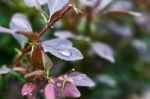 Barberry Branch Stock Photo