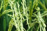 Group Of Fresh Rice Seed Stock Photo