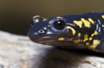 Fire Salamander Stock Photo