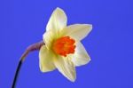 Daffodil Stock Photo