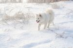 Samoyed White Dog On Snow Stock Photo