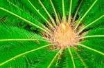 Cycad (cycas) Plant Stock Photo