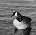 Beautiful Black And White Close-up Of The Canada Goose Stock Photo