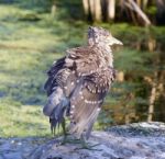 Beautiful Photo With A Funny Black-crowned Night Heron Shaking Her Feathers On A Rock Stock Photo