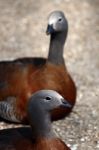 Ashy Headed Goose Stock Photo