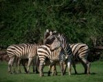 Flock Of Wild Zebra In Green Grass Field Stock Photo