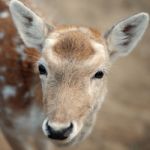 Deer Outside During The Day Stock Photo