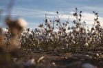 Cotton Field In Oakey, Queensland Stock Photo