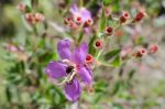 
Purple Wildflowers Born On Stream In The Forest Beautiful Detai Stock Photo