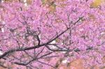 Wild Himalayan Cherry Flower Stock Photo