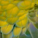 Harlequin Macaw Feathers Stock Photo