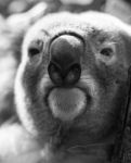 Koala In A Eucalyptus Tree. Black And White Stock Photo