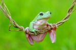 Dumpy Frogs, Dumpy Tree Frogs On Twigs Stock Photo