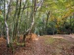 Scenic View Of The Ashdown Forest In Sussex Stock Photo