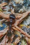 Ant Outside In The Garden Stock Photo