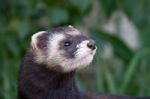 Polecat-coloured Ferret Stock Photo