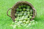 Greengage Stock Photo