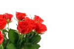 Red Roses Stock Photo