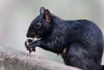 Background With A Funny Squirrel Eating Nuts Stock Photo