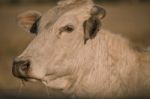 Cow Outside In The Paddock Stock Photo