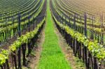 Straight Lines Of Young Grape In Vineyard Stock Photo