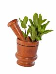 Fresh Mint Herb In Wooden Mortar With Pestle Stock Photo