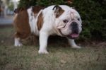 English Bulldog Urinate On The Grass Stock Photo