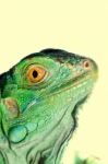 Iguana Head Stock Photo