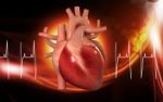 Human Heart Stock Photo