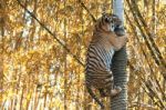 Bengal Tiger Stock Photo