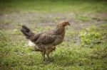 Chicken In The Garden Stock Photo