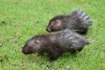 Baby Porcupine Stock Photo