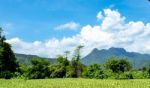 Trees And Mountains On A Bright Sky Stock Photo